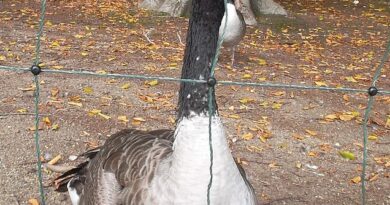 A giant Canada goose behind wire in a pen in a German zoo.