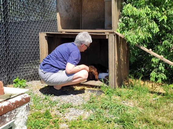 Woman with short white hair, in blue short-sleeve shirt and white shorts, crouching to check on a brown cat in a temporary shelter at Nobody's Cats